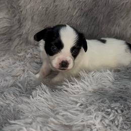 Prince - White and black male Papillon puppy in Howe, Oklahoma from Southern Sweet Papillons