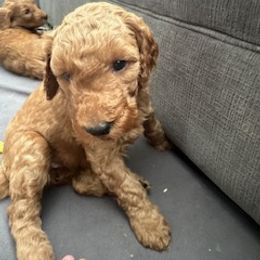Goldendoodle Puppies from Betsy-Doodles