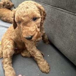 Goldendoodle Puppies from Betsy-Doodles