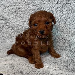 Ted - Red  male Poodle puppy in Austin, Texas from C & C Texas Toy Poodles