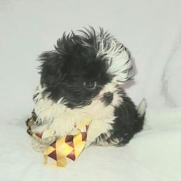 Spottie - Black and white male Shih Tzu puppy in Willard, Utah from Shih-tzu Queen