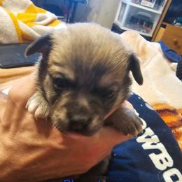 Blue - Black sabled fawn male Chihuahua puppy in Bethlehem, Pennsylvania from Steel City Exotics