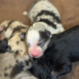 Girl 2 - Merle female Pomsky puppy in Sturgis, Kentucky from Furever Pomskies