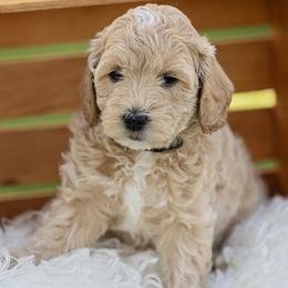 Limey (Green) - Apricot male Goldendoodle puppy in Jacksonville, Oregon from SS Goldendoodles