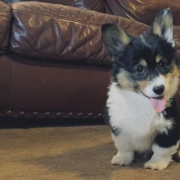 American Corgi, Pembroke Welsh Corgi, and Yorkshire Terrier Puppies from Ingram's Corgis & Yorkies