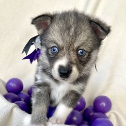 Pomsky Puppies from A&T Pomsky’s