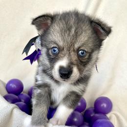 Pomsky Puppies from A&T Pomsky’s