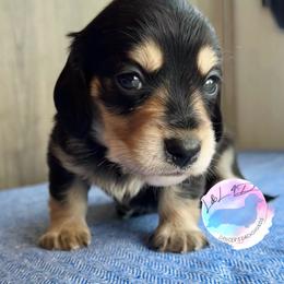 Boy 1 - Black and cream male Dachshund puppy in Houston, Texas from L&L 4D Dancer’s Dachshunds