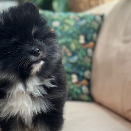 Pomeranian puppies from PS pomeranians