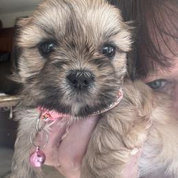 Akc girl 3 Hot pink girl - Cream female Lhasa Apso puppy in Chico, California from Lhasa Apsos of northern Ca . Biewer terriers of northern California