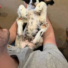 English Springer Spaniel Puppies from Butterfield Trail Farm