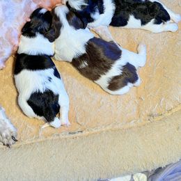 Havanese puppies from Havana Knights Havanese