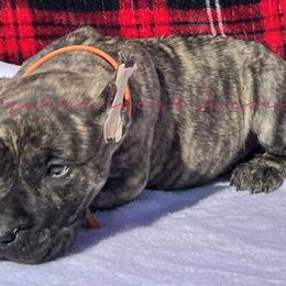 Perro de Presa Canario Puppies from Mesquite Creek Kennels