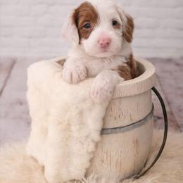 Blue - Brown and white male Aussiedoodle puppy in Byron, Georgia from Southern Olive Doodles 🫒