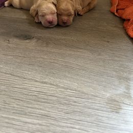 Golden Retriever Puppies from Apple Country Retrievers