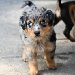 Blueberry - Blue merle female Australian Shepherd puppy in Darrington, Washington from Cart River Aussies