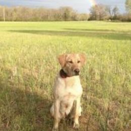 Labrador Retrievers from Mama’s Labs