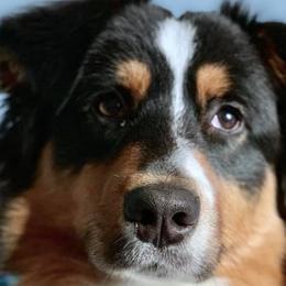 Atlas - Australian Shepherd
