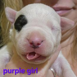 Girl 1 - female Dogo Argentino puppy in Blythe, California from Dogos del Gran Reino