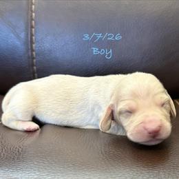AKC Boy 5 - Cream male Dachshund puppy in Joshua Tree, California from Desert Dreams Ranch