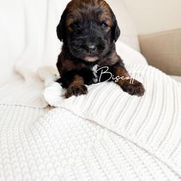 Biscotti - Sable female Bernedoodle puppy in Cedar County, Missouri from Sac River Goldendoodles  & Bernedoodles LLC