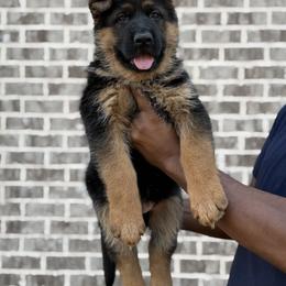 German Shepherd Puppies from vomkdbanksgermanshepherds