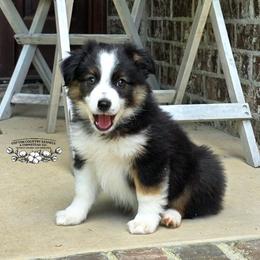 Adi (A-Dee) - Black tri male Miniature Australian Shepherd puppy in Vinemont, Alabama from Cotton Country Kennels