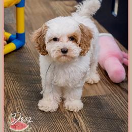 Jasmine - Red and white female Cockapoo puppy in Connersville, Indiana from Deaz Doodle Ranch