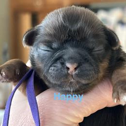 Happy - Chocolate and tan female Shih Tzu puppy in Bloomfield, Indiana from Meihem Pups