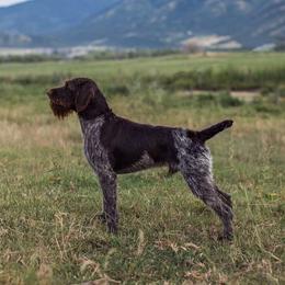 Deutsch-Drahthaar All Grown Up from Vom Flatwater Drahthaars