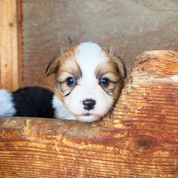 Sunny - Red female Pembroke Welsh Corgi puppy in Chubbuck, Idaho from Sunny J Corgis and Mini Americans