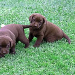 Labrador Retriever Puppies from Zumi's Labs