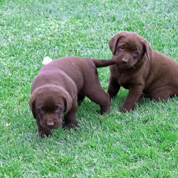Labrador Retriever Puppies from Zumi's Labs