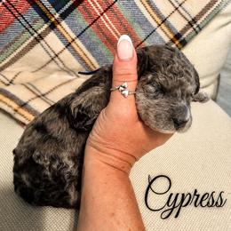 Cypress - Merle male Saint Berdoodle puppy in Garland, Texas from Brewer's Doodles and French Bulldogs