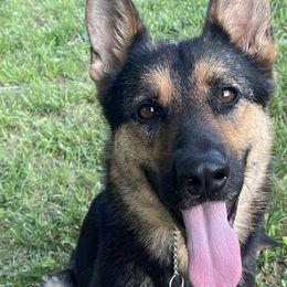 German Shepherds from Von Ballew