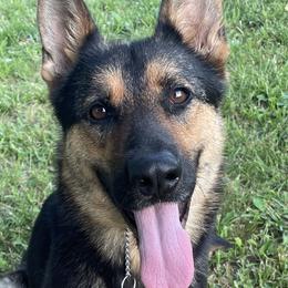 German Shepherds from Von Ballew