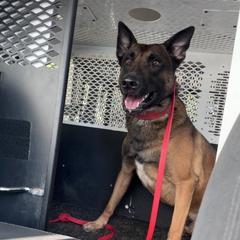 Ranger - Belgian Malinois