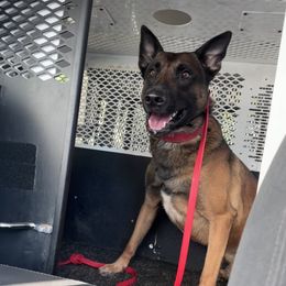 Ranger - Belgian Malinois