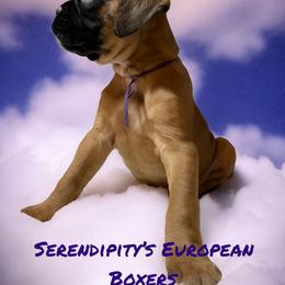Boxer Puppies from Serendipity's European Boxers
