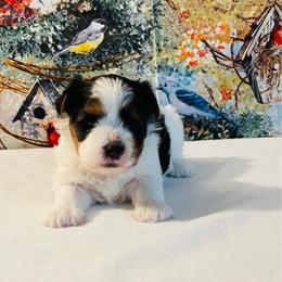 Kane 2650 - Black tan and white male Biewer Terrier puppy in Douglas, Georgia from Heartland small breeds