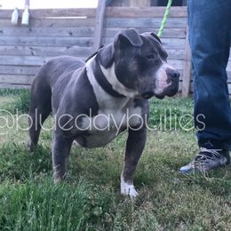 Khalani - American Bully