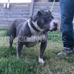 Khalani - American Bully