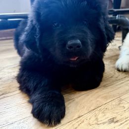 Hera - Black female Newfoundland puppy in Saukville, Wisconsin from Crossroads Canines ~ Brussels Griffon and Newfoundland Dogs