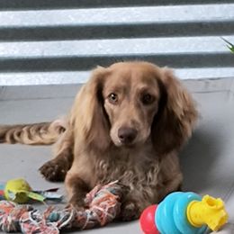 Dachshund Puppies from BleuBayou Dachshunds