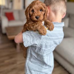 Cockapoo Puppies from Chesley Hill Cockapoos