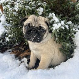 Pug Puppies from Vaubel Country Pugs