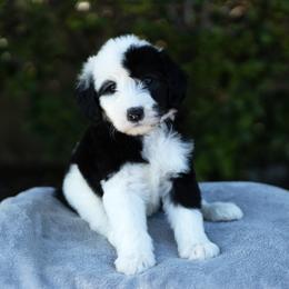 Nyla - Black and white female Sheepadoodle puppy in Los Angeles, California from Exquisite Doodles