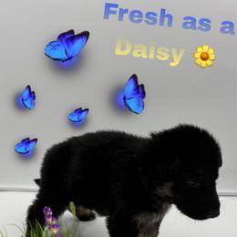 Mr. Dark Blue - Black and tan male German Shepherd puppy in Granite City, Illinois from Devon Rugerio's German Shepherds