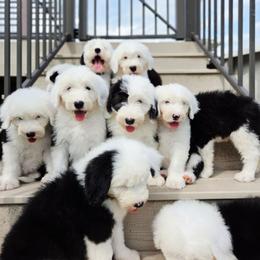 Brown collar - Gray and white female Old English Sheepdog puppy in Smallett, Missouri from Chasin Angus Sheepdogs