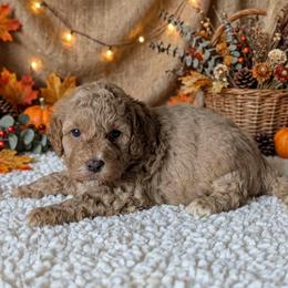 Camper - Red male Cavapoo puppy in Sparta, Missouri from Sis' Doodles & Poodles
